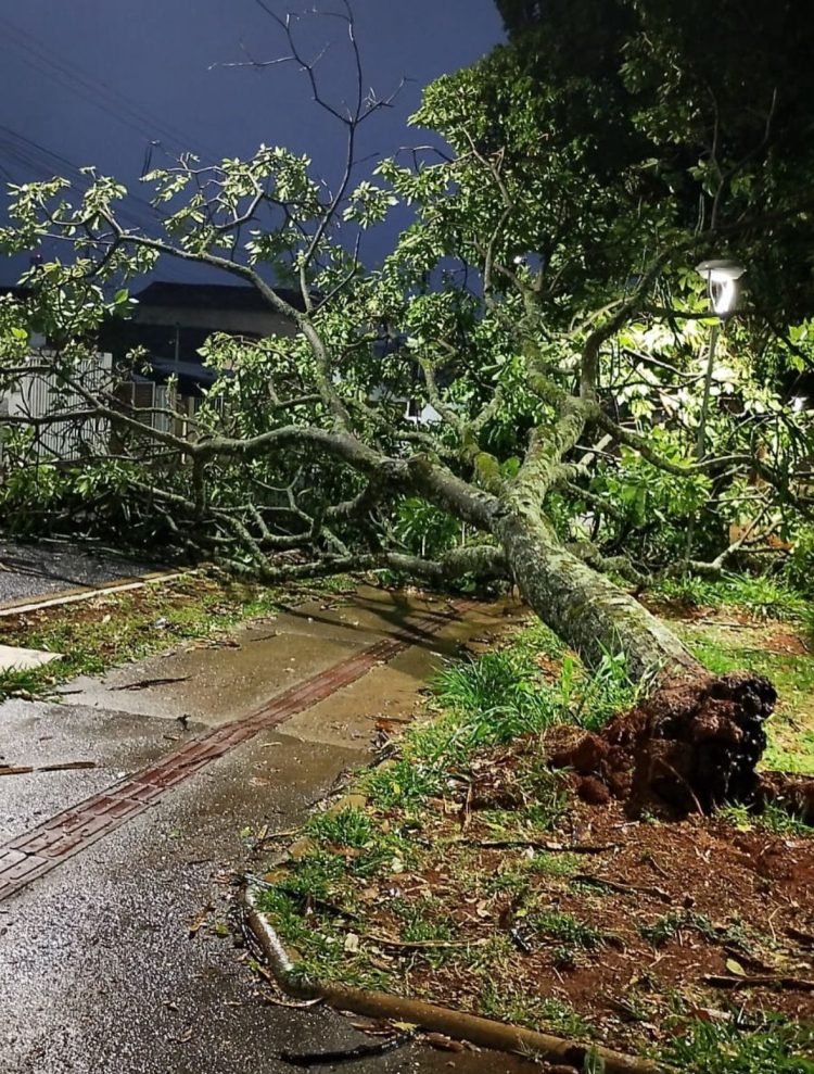 Araxá registra 67 acidentes com escorpiões em 2025; Vigilância reforça orientações à população