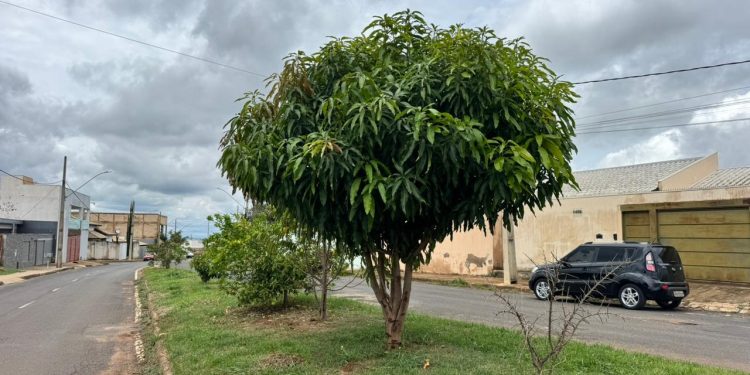 Prefeitura orienta moradores sobre plantio correto em áreas públicas de Araxá