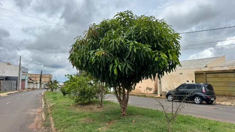 Prefeitura orienta moradores sobre plantio correto em áreas públicas de Araxá