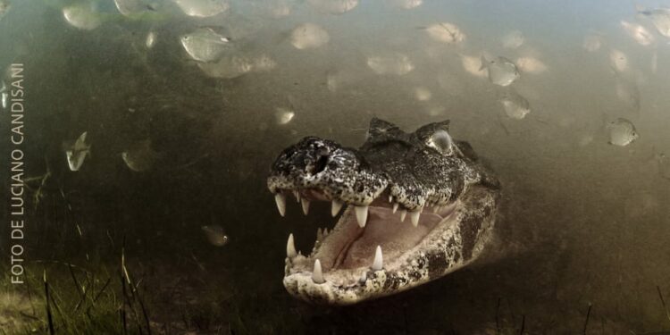 Museu Dona Beja recebe a exposição Eztetyka da Terra, do Festival de Fotografia de Tiradentes