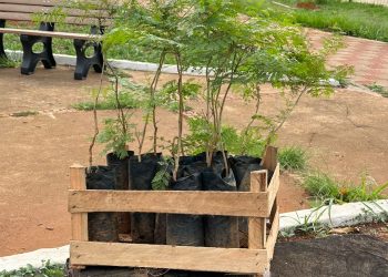 Praça Mangueira ganha novas árvores com a chegada do período chuvoso