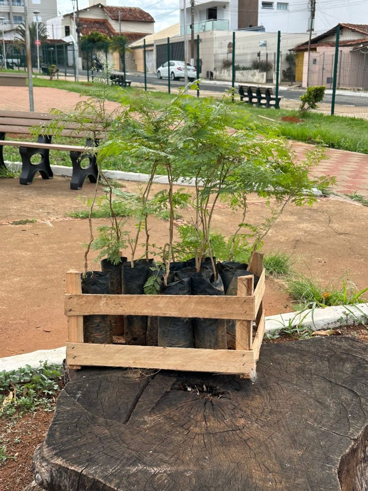 Praça Mangueira ganha novas árvores com a chegada do período chuvoso