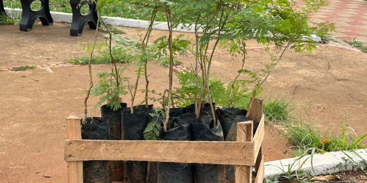 Praça Mangueira ganha novas árvores com a chegada do período chuvoso