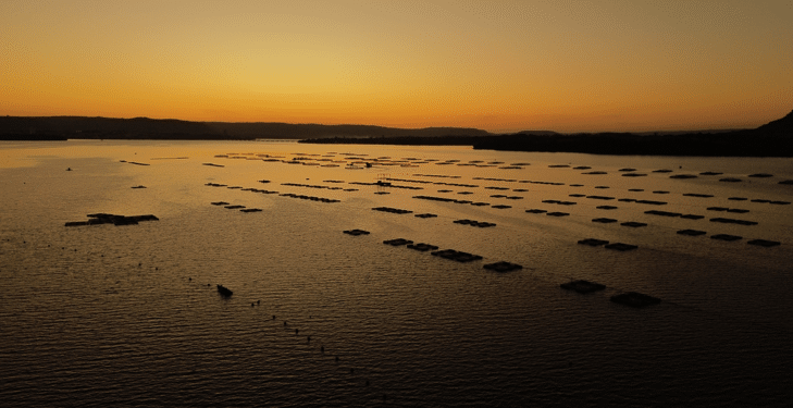 Tilápia é o peixe mais consumido do país, impulsionada por novos hábitos alimentares e produção sustentável