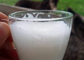 Leite de jumenta pode impulsionar crescimento da pecuária brasileira