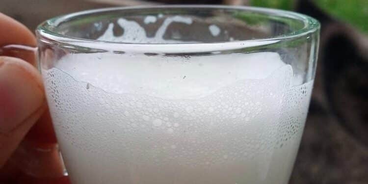 Leite de jumenta pode impulsionar crescimento da pecuária brasileira