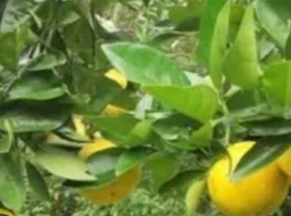 O CHÁ DA VITAL IDADE