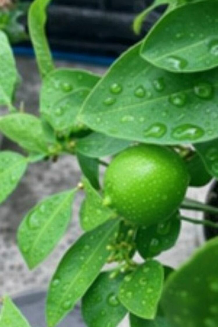 CLIMA LIMA E OUTROS PÉ DÁGUAS