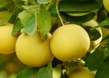 O QUE SE PODE APRENDER COM A LIMA-DA-PÉRSIA?