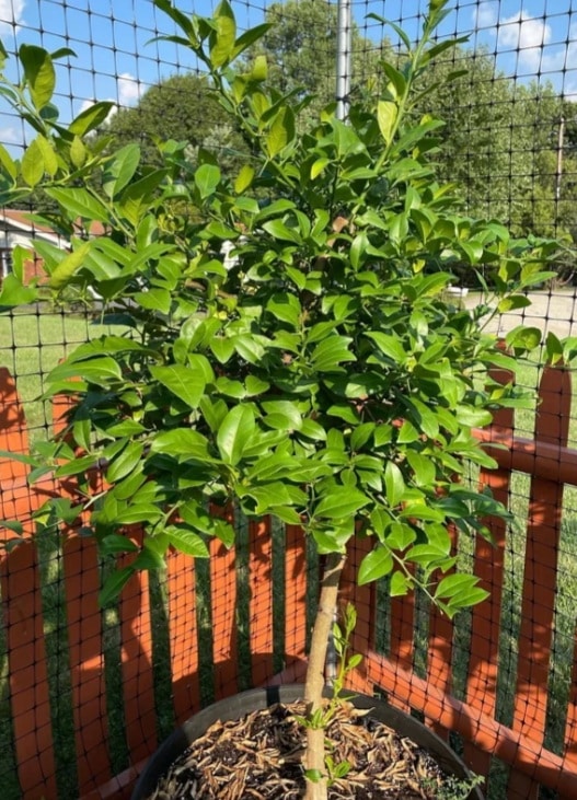 O QUE SE PODE APRENDER COM A LIMA-DA-PÉRSIA?