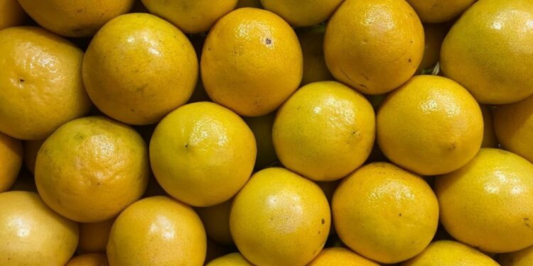 NOVAS REVELAÇÕES SOBRE AS FOLHAS DE LIMA-DA-PÉRSIA