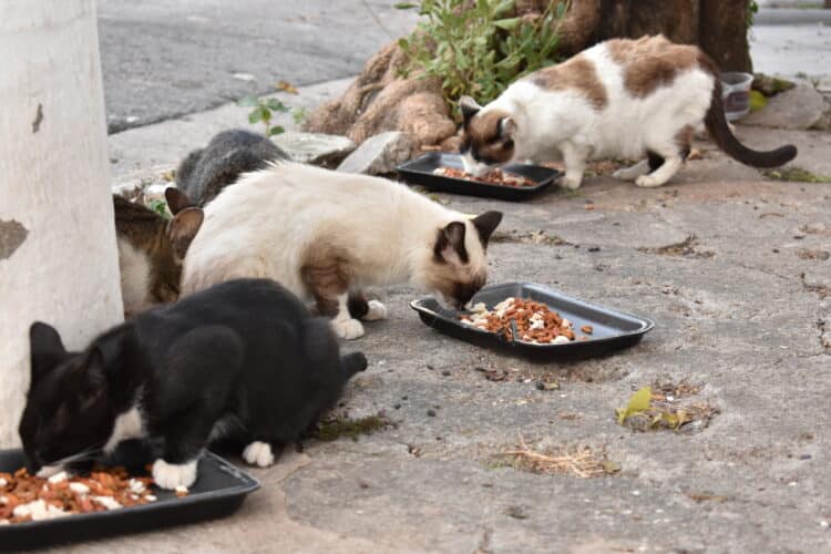 PESSOAS, CÃES E GATOS