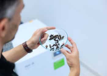 Tecnologia da Unicamp propõe grilo como fonte de proteína sustentável