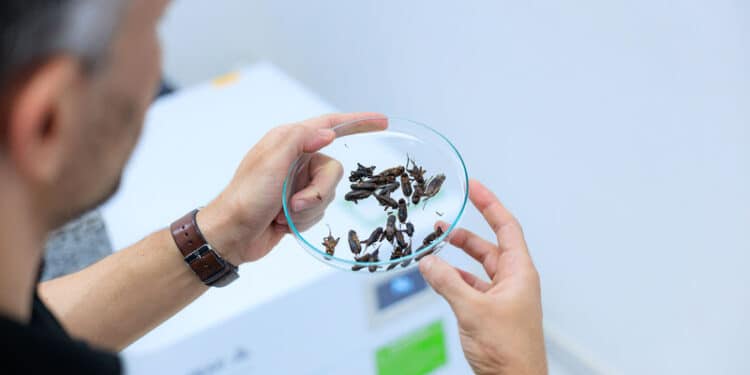 Tecnologia da Unicamp propõe grilo como fonte de proteína sustentável