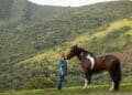 Cavalos respondem ao que sentimos? Estudos buscam entender essa relação