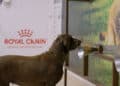 Cães a serviço da saúde humana: projeto apoiado pela ROYAL CANIN® auxilia na detecção do câncer de mama