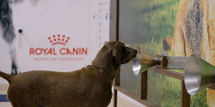Cães a serviço da saúde humana: projeto apoiado pela ROYAL CANIN® auxilia na detecção do câncer de mama